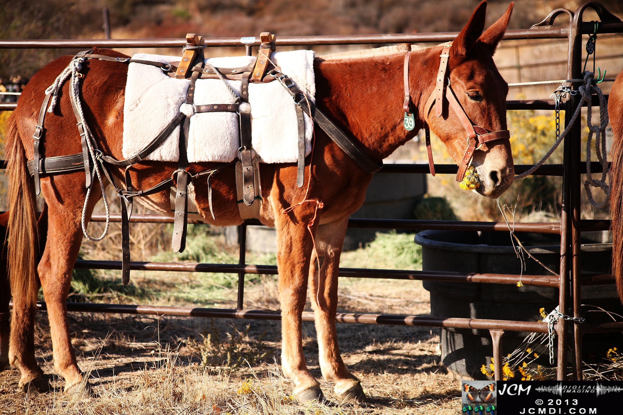 100 Mule Team at Whitney Canyon